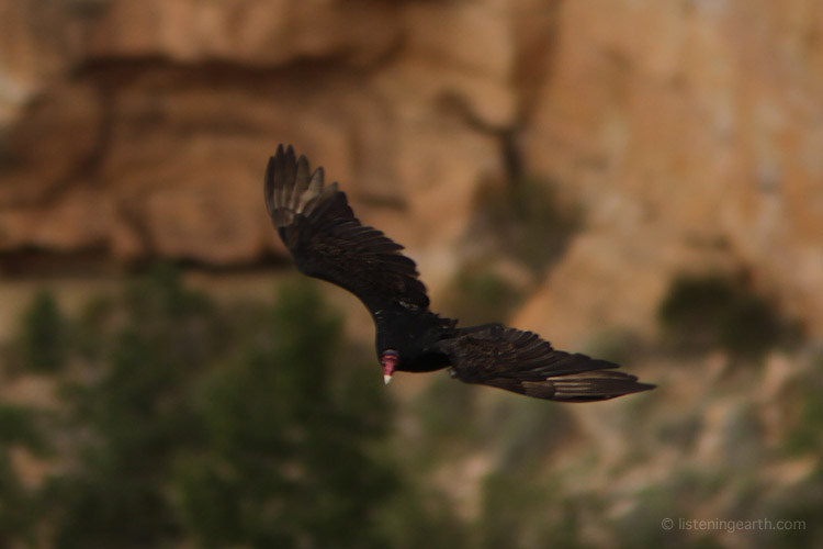 A Turkey Vulture soars over the Grand Canyon