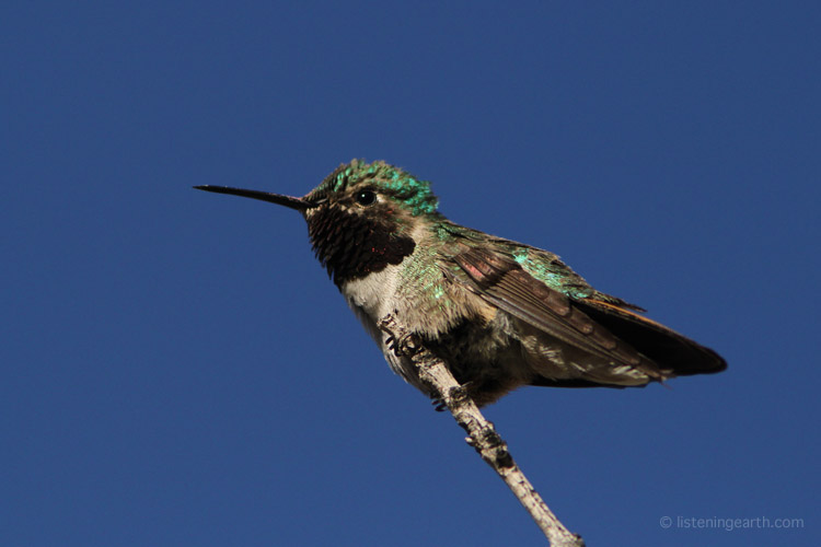8 grams of delight - a Broad-tailed Hummingbird