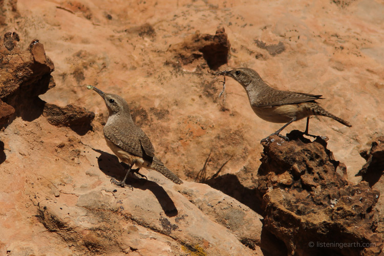 A pair of Rock Wrens at their nest hole