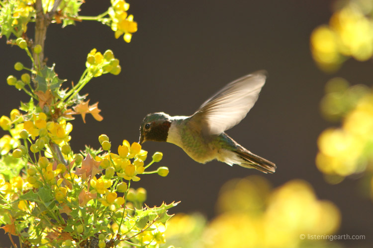 ...such as this Hummingbird, feeding on Fremont's Mahonia (Desert Holly)