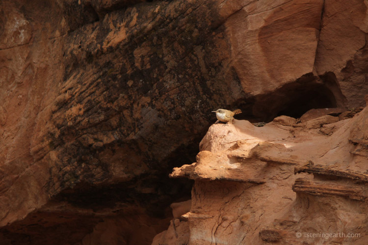 The descending songs of Canyon Wrens are characteristic of canyon country