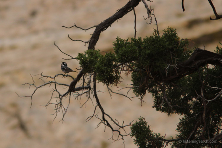 Black-throated Grey Warbler singing in the upper canyon