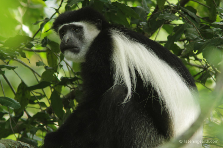 A Black and White Colobus, or Mantled Guereza - <br>their dawn and dusk choruses are a highlight of these forests