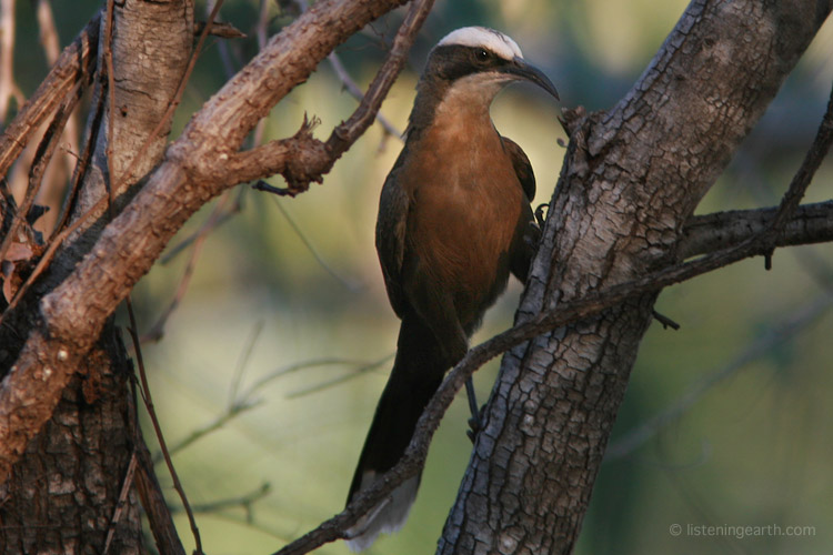 Grey-crowned Babblers are a social species with wild, yahooing calls