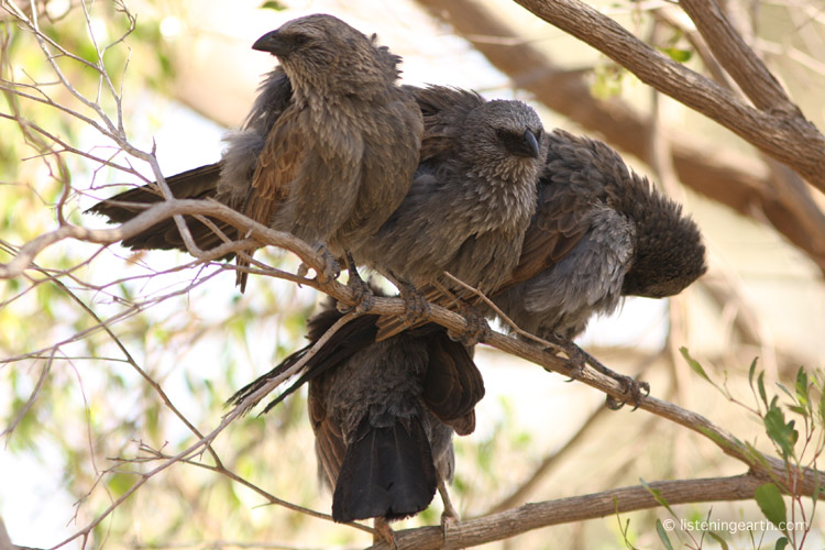 Another very social species, apostlebirds, engaging in a group preen-a-thon