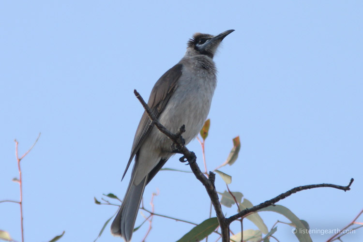 Prominently heard in this recording, the little friarbird