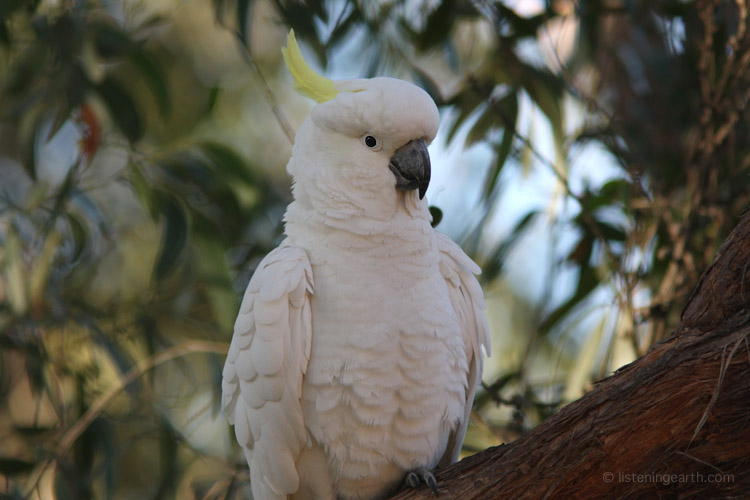 The sulphur-crested cockatoo, a wide-ranging and adaptable species