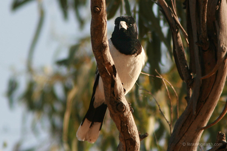 The pied butcherbird, admired for its melodic song duets
