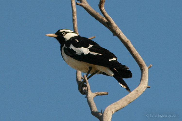 A male magpie lark, or peewee. <br>Related to the apostlebird, it also builds its nest of mud and grasses