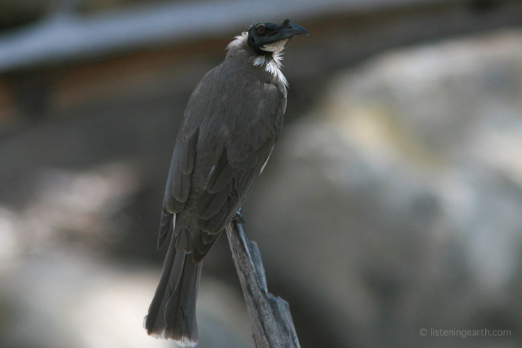 Noisy friarbird, another large honeyeater in this family, with a characterful, cackling call