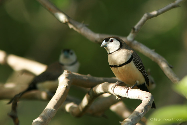 The soft calls of double-barred finches can be heard on this recording<br> as they feed in grasses nearby