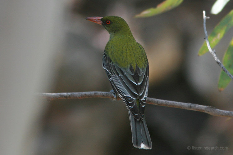 The olive-backed oriole, one of two native species
