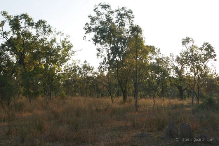 Morning light falls on the open savannah country<br>This habitat is representative of the recording location
