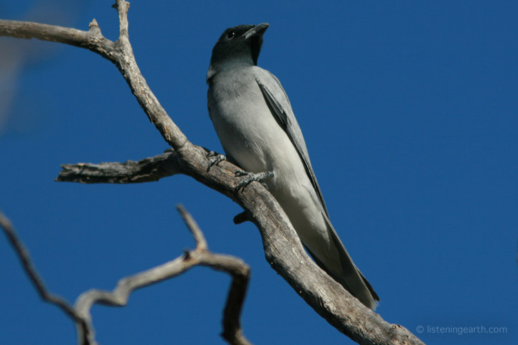 Black-faced cuckoo-shrike, a nomadic species with a curious and sonically complex call