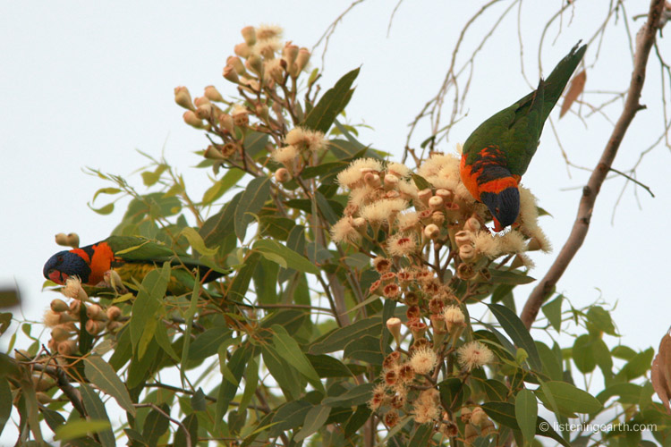 ...and rainbow lorikeets, head down into some sweet tucker <br>This is the red-collared race found across northern Australia