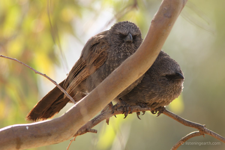 Apostlebirds are named for frequently being encountered<br>in family groups of a dozen or so birds 