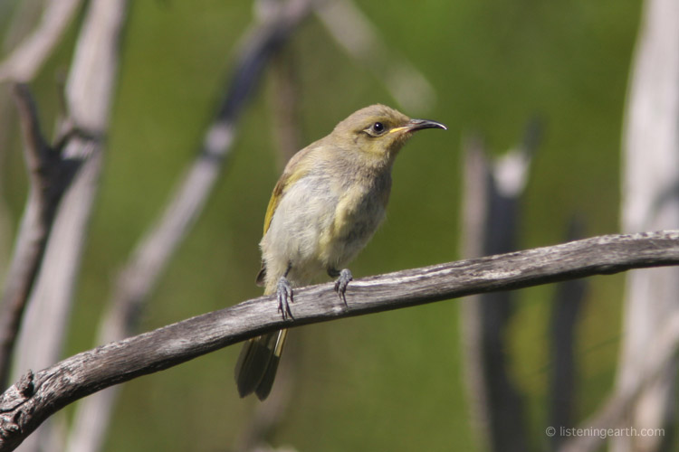 The brown honeyeater, a common and vocal species across the Australian north and inland