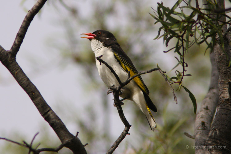 The beautiful and rare painted honeyeater, <br>heard on this recording giving its sweet sue-see song