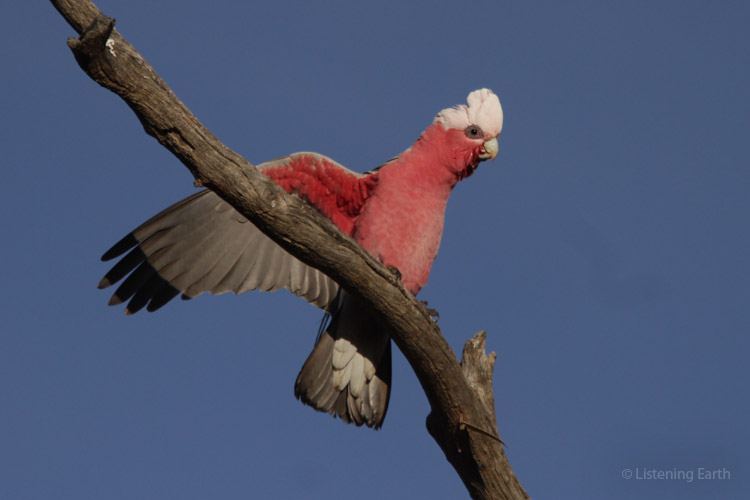 Galah displaying from a high perch