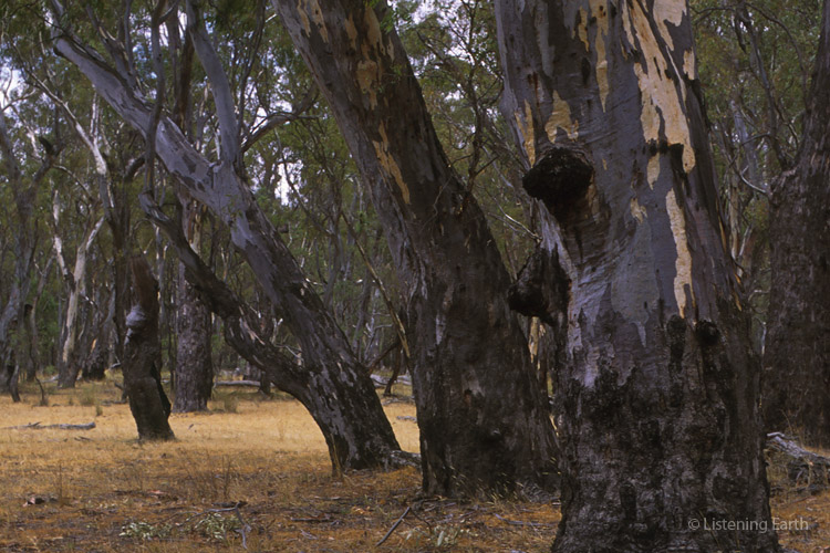Floodplain of the Murray river forests