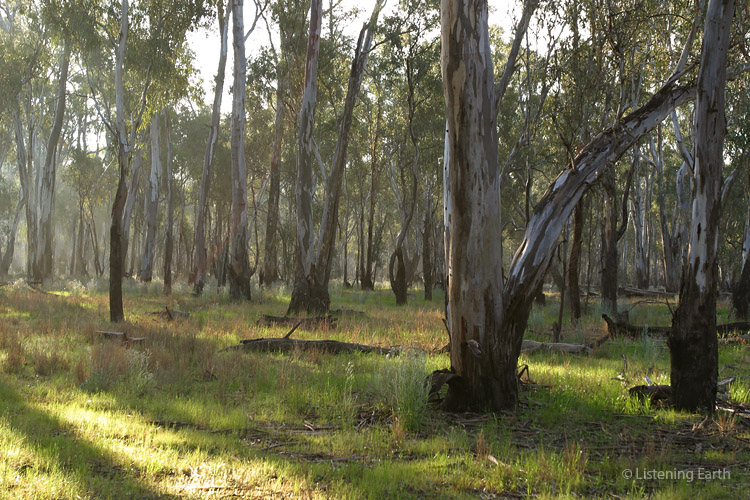 Morning light in the red gum forest