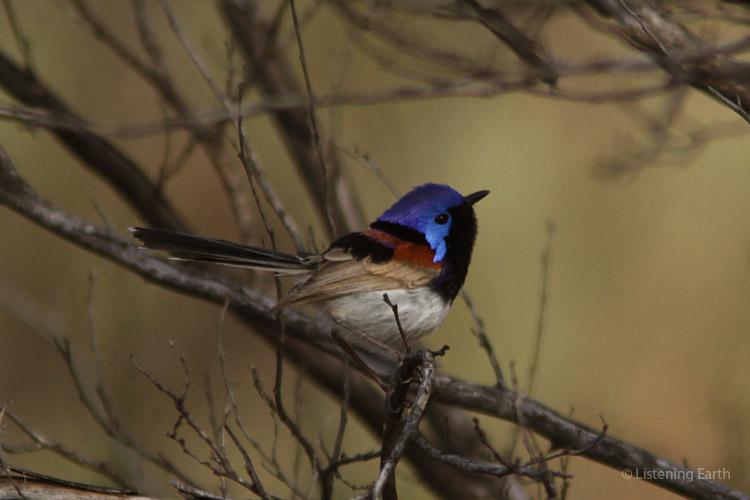 Male variegated fairy-wren, one of the first birds singing in the desert dawn