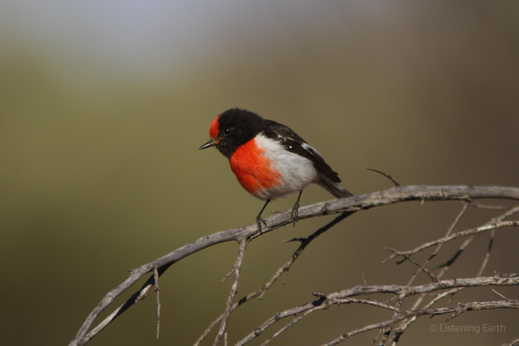 Red-capped robin, another early dawn singer with its delicate trilled calls