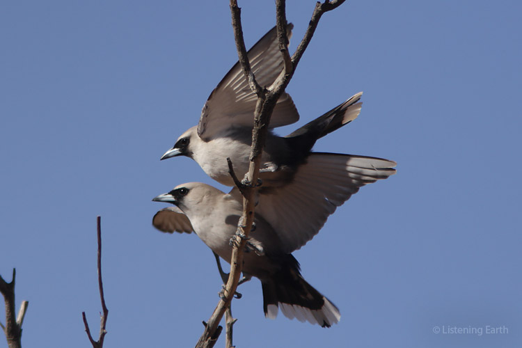 Mating display of black-faced woodswallows