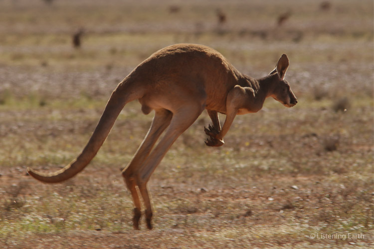 Reds are really magnificent animals, much more heavily built than other kangaroos