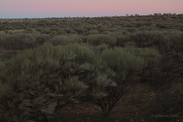 Mulga woodlands before dawn
