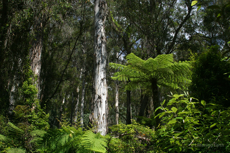Mountain eucalypt forest, near the recording location
