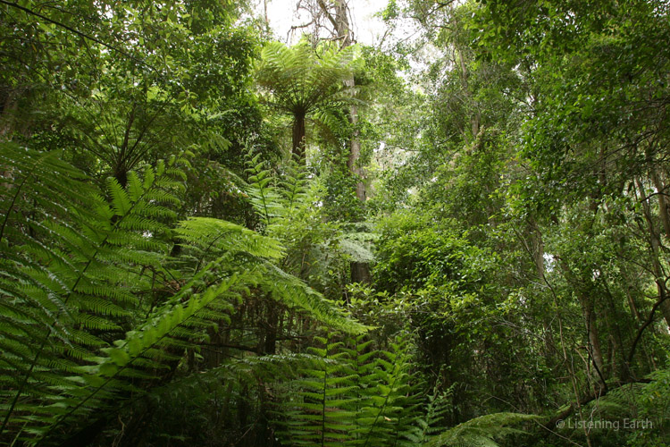 Tree ferns offer shelter in the creeklines
