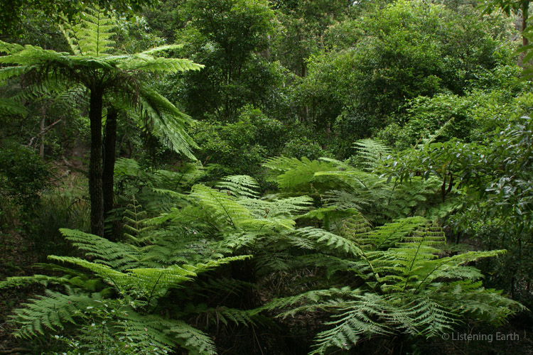 Tree fern gully