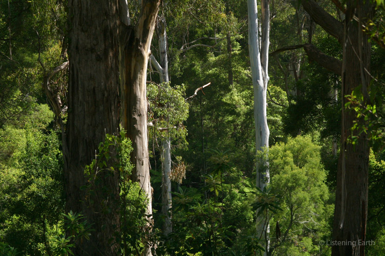 Emergent eucalypts and a dense forest understory