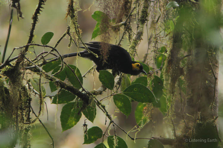 Spangled Honeyeater, a reasonably common but endemic species of the Huon rainforests