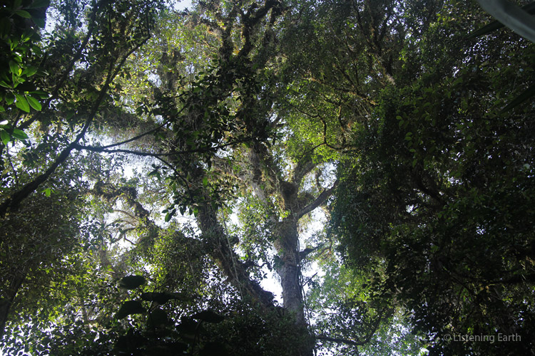 Canopy of the mountain forests. <br>This tree was full of the fruit pigeons you can hear on this recording
