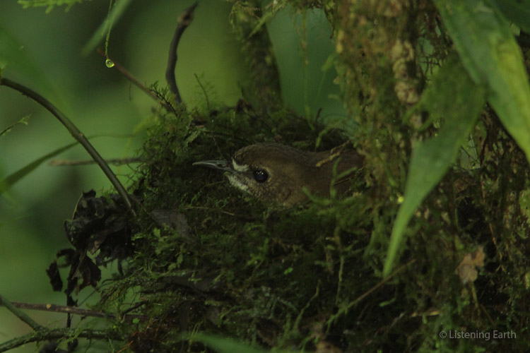 Lesser Ground Robin on its nest