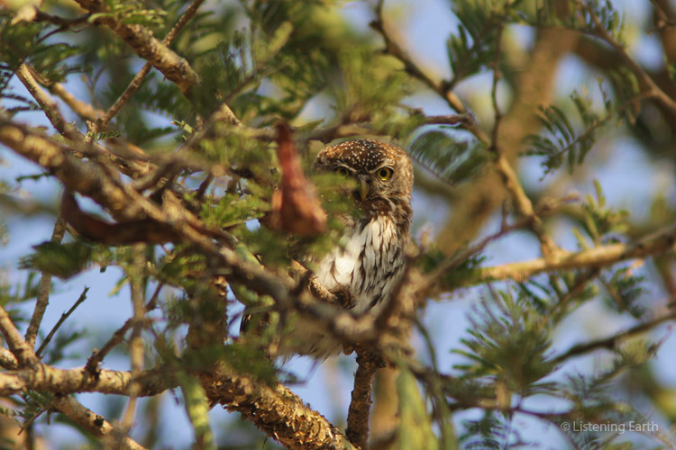 A tiny Pearl-spotted Owlet hiding among the folliage