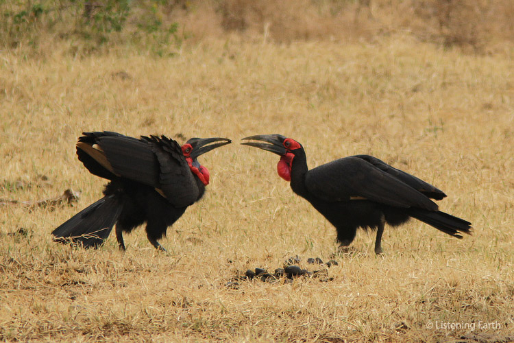 Southern Ground Hornbills - in the act of sharing food as a way of pair bonding
