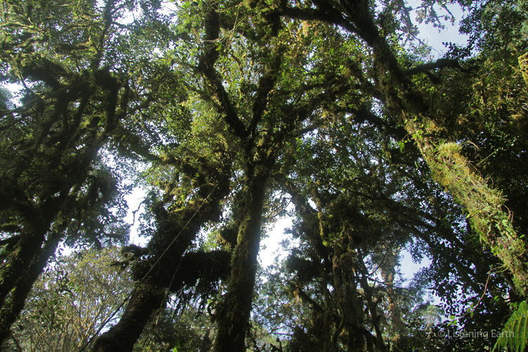 The mossforest canopy...