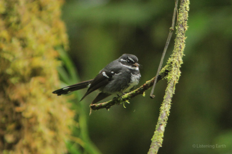 True to its name, the Friendly Fantail has a confiding nature 