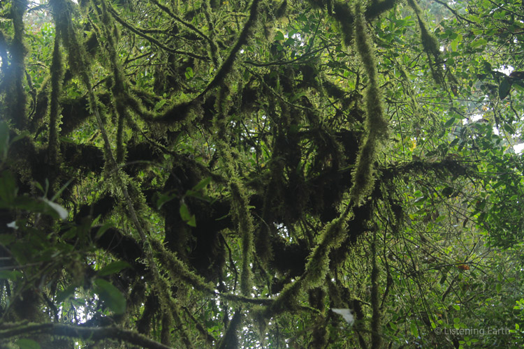 Tangle of epiphytic moss-encrusted branches