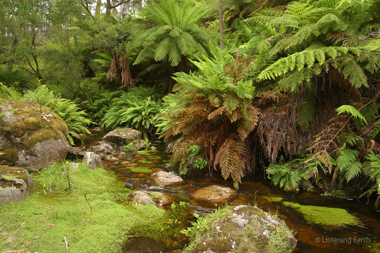 The recording location: Six Mile Creek, a tributary to Tantawangalo Creek