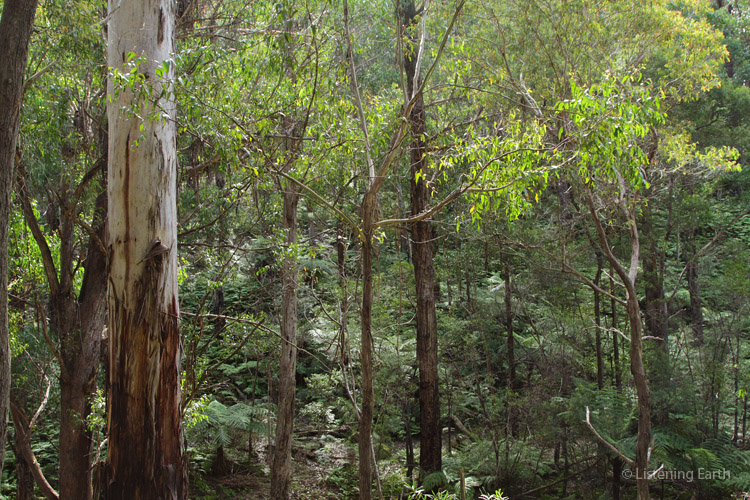 Surrounding eucalypt forest