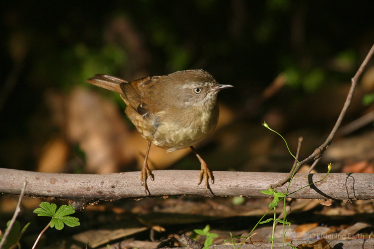 White-browed Scrubwrens are common in the ferny understory, <br>and can be heard occasionally in this recording