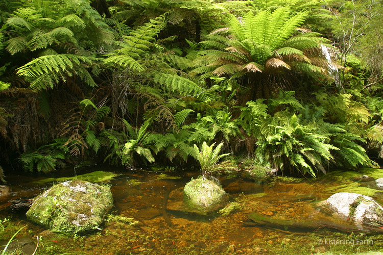 Ferns along the creek bank