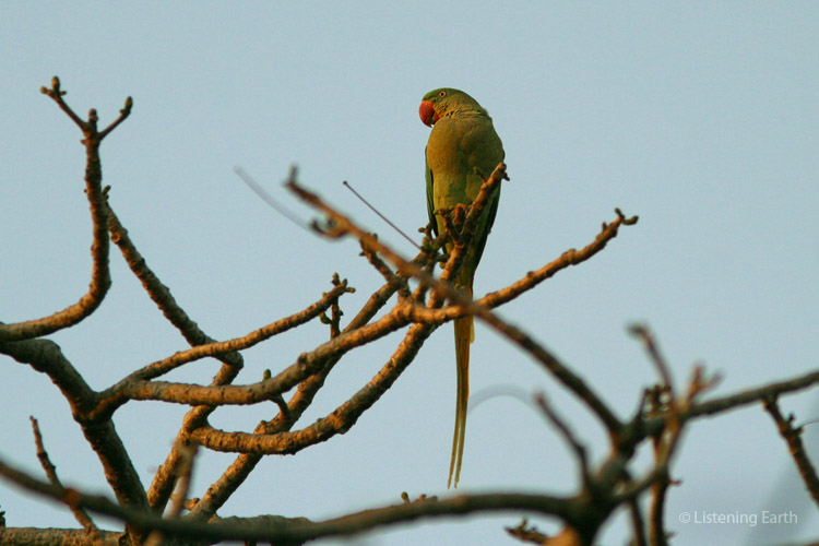 Alexandrine Parakeet, the largest of the Indian parrots
