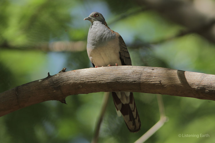 Bar-shouldered Dove - their warm calls are heard frequently throughout this recording