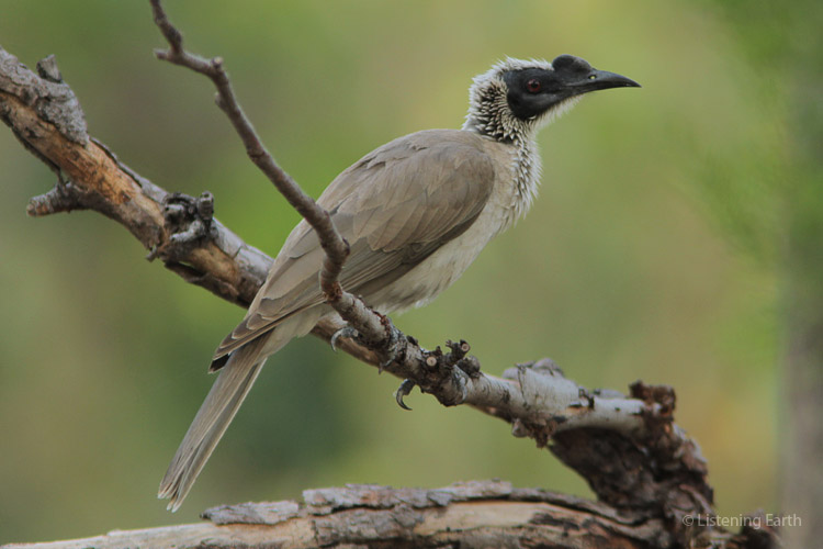 Silver-crowned Friarbird, a raucous and common species across northern Australia