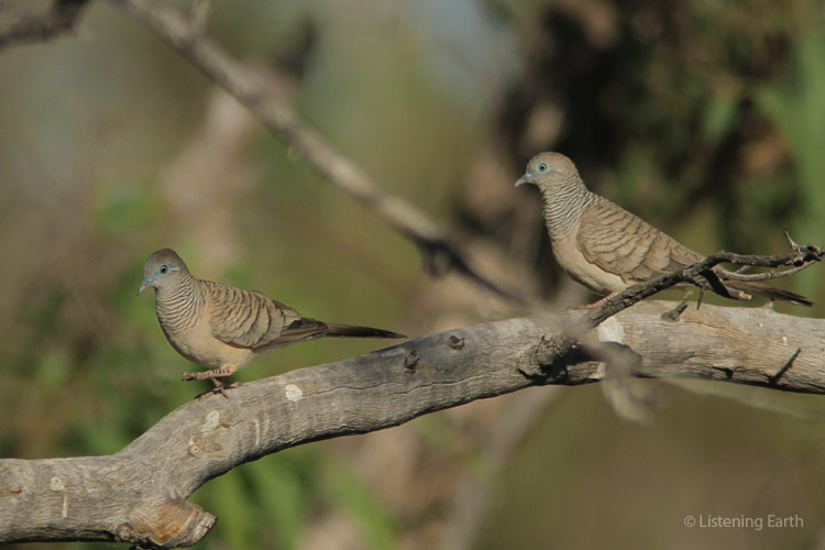Tiny Peaceful Doves, another frequently-heard voice